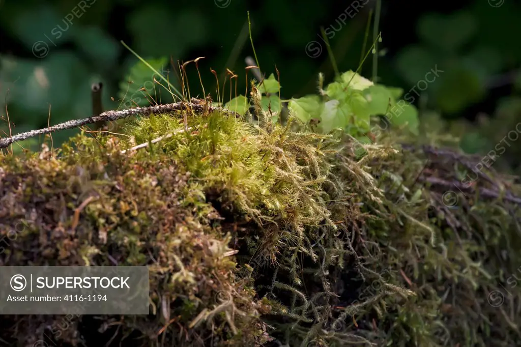 USA, Washington, Olympic National Park, Hoh Rain Forest, Close-up of moss