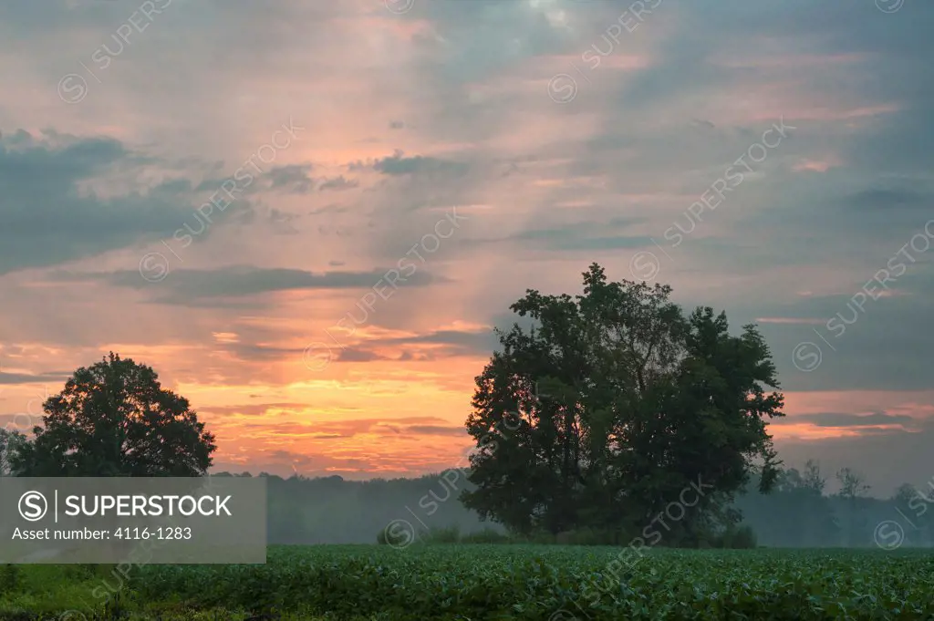 Sun rays and dawn color over bean field, Springfield, AR