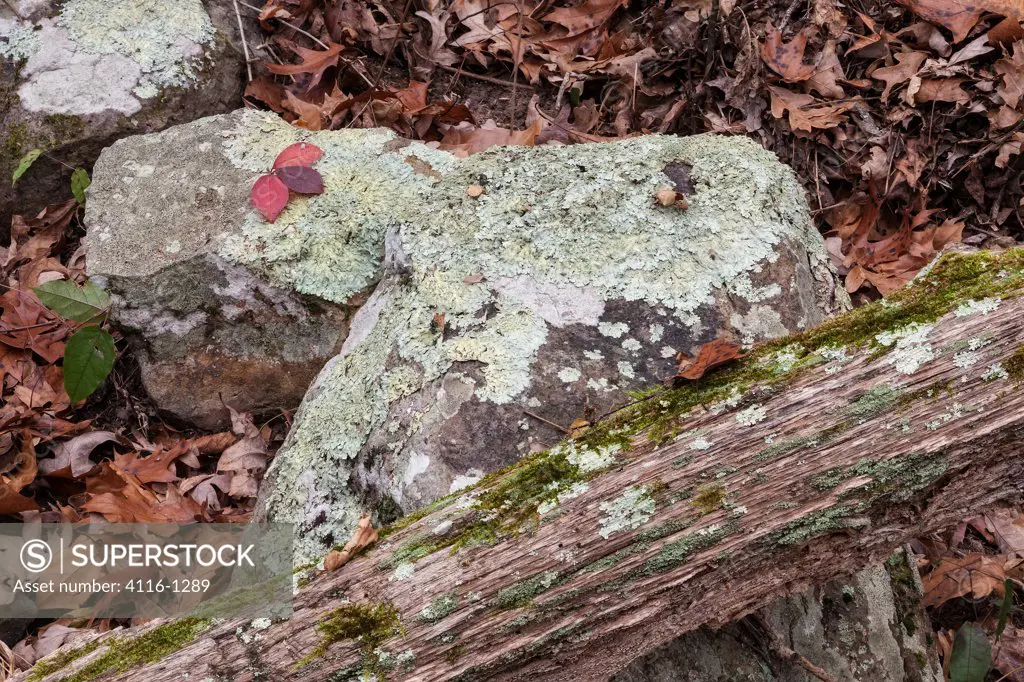 Granite, lichen, cedar, fall color