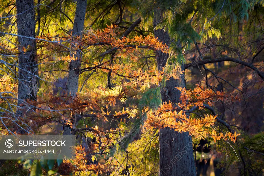 USA, Arkansas, Galloway, Fall color in cypress swamp