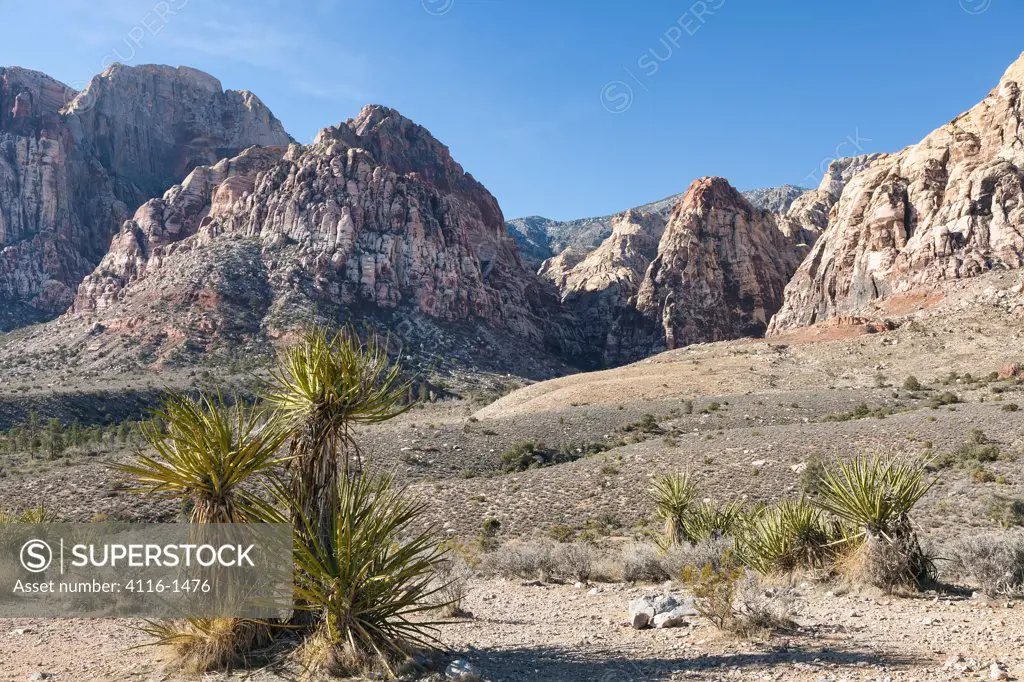 USA, Nevada, Yucca and mountain canyon in Red Rock Canyon National Conservation Area