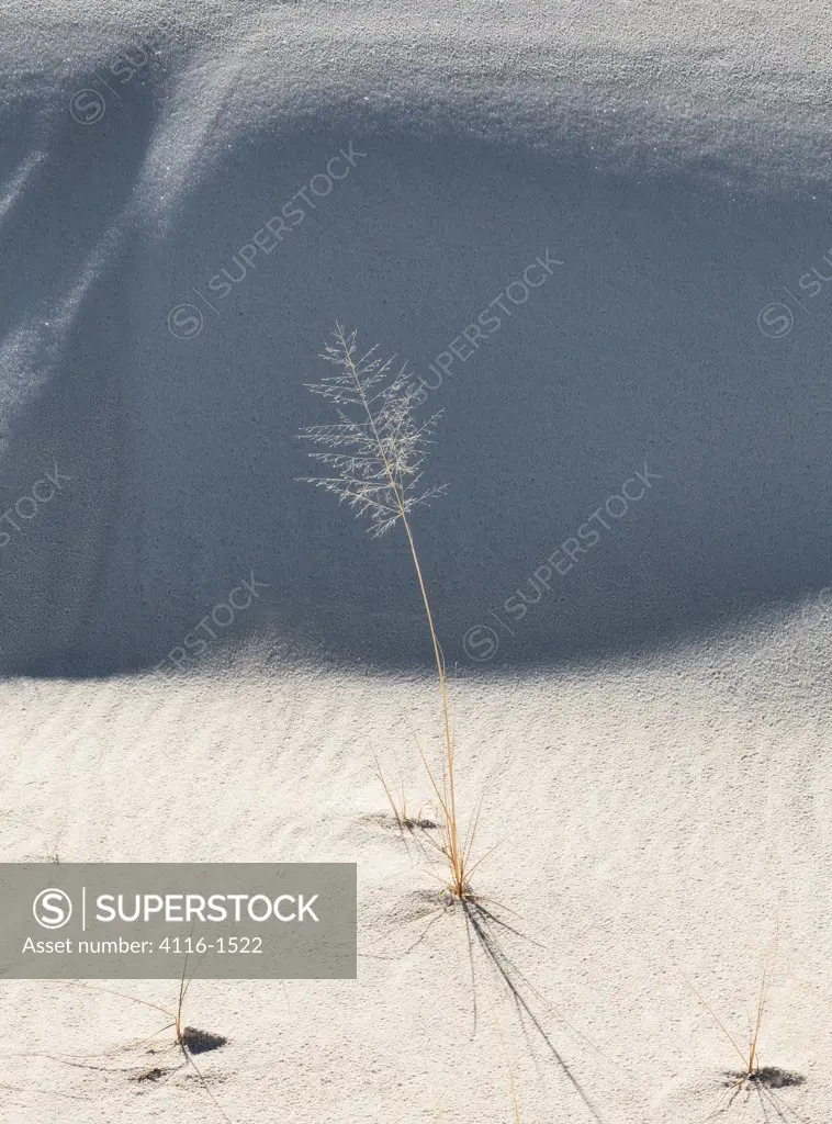 USA, New Mexico, White Sands National Monument, Dune grass, Backlit against dune's shadow