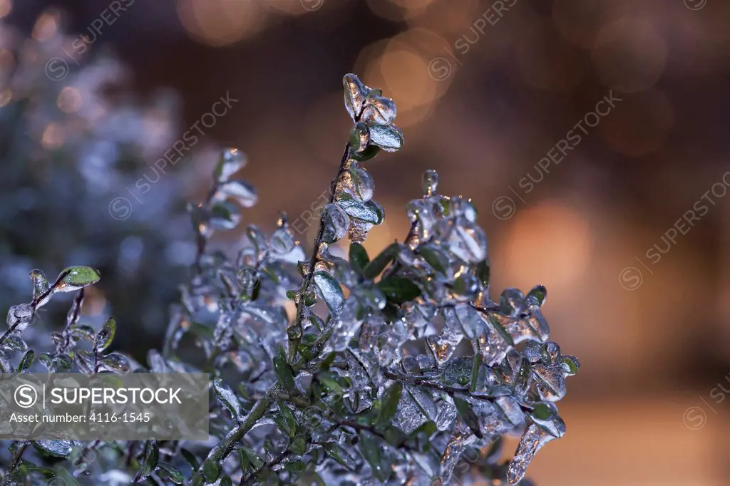 USA, Arkansas, Ice-coated boxwood after ice storm in evening light