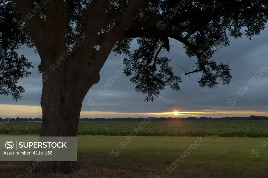 Pecan tree and soybean field at sunrise, Arkansas, USA
