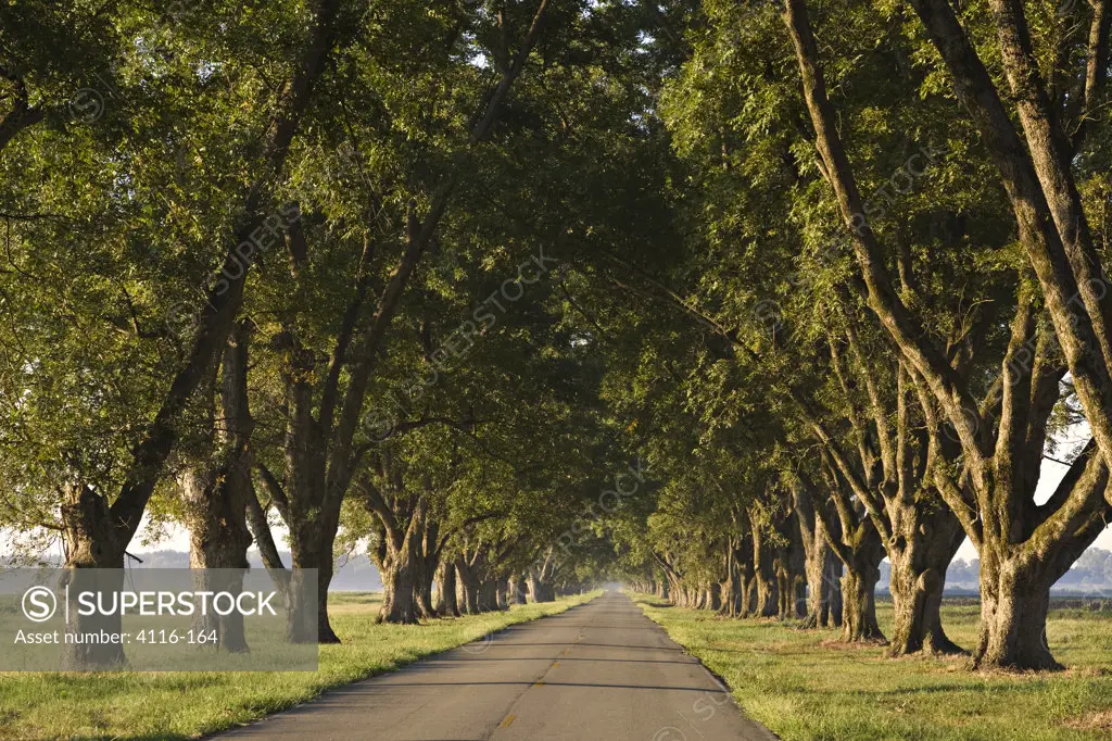 Pecan trees along a road, Arkansas, USA