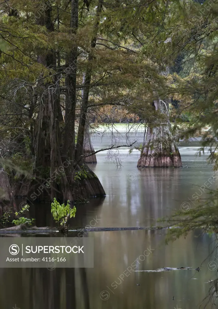 Cypress trees in a lake, Cypress Swamp, Arkansas, USA