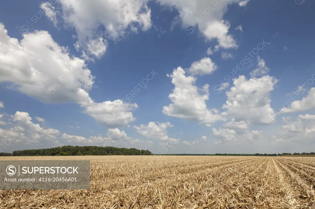Summer clouds over harvested corn field, Galloway, AR