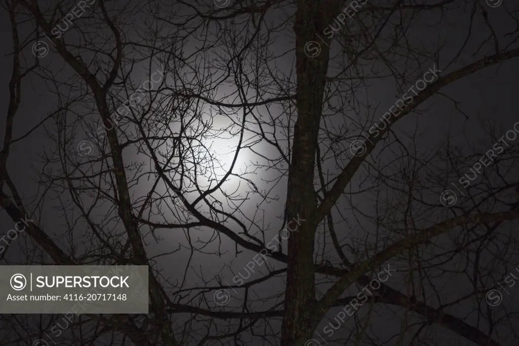 Moon light through clouds and tree branches