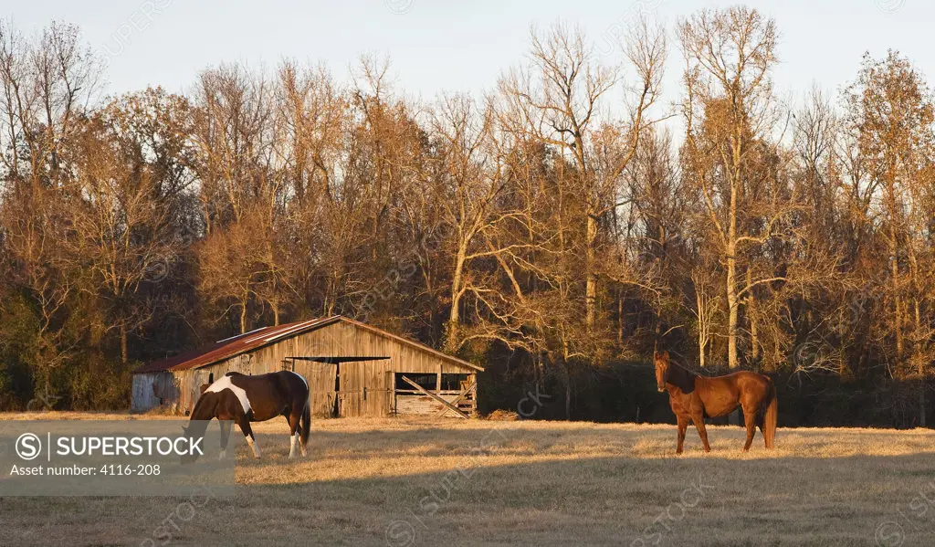 Horses in a field, Arkansas, USA
