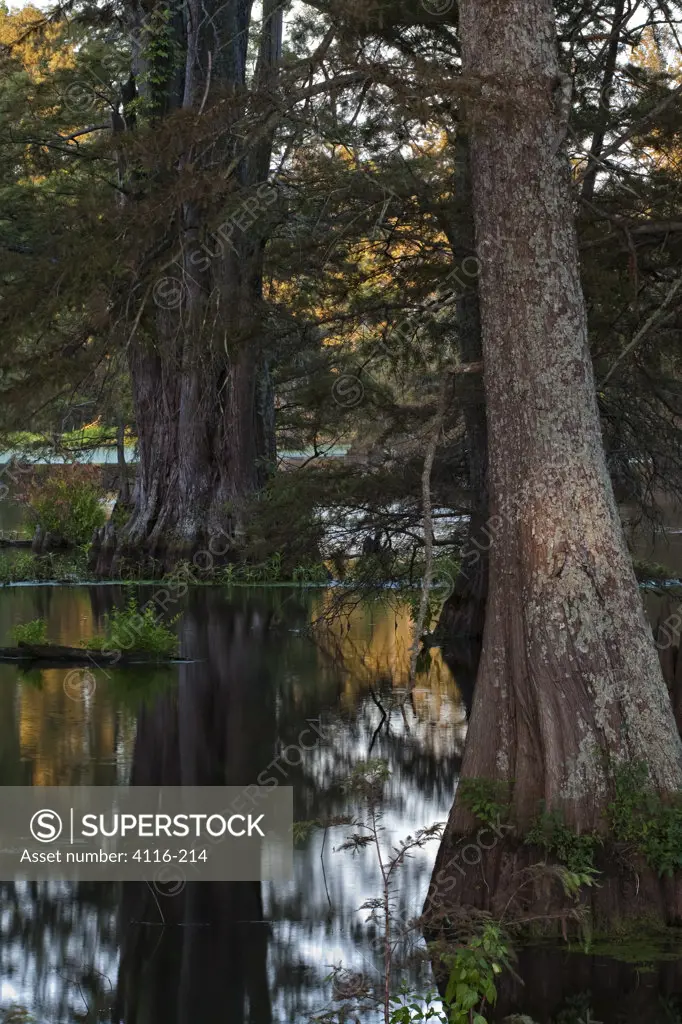 Cypress trees in a lake, Cypress Swamp, Arkansas, USA