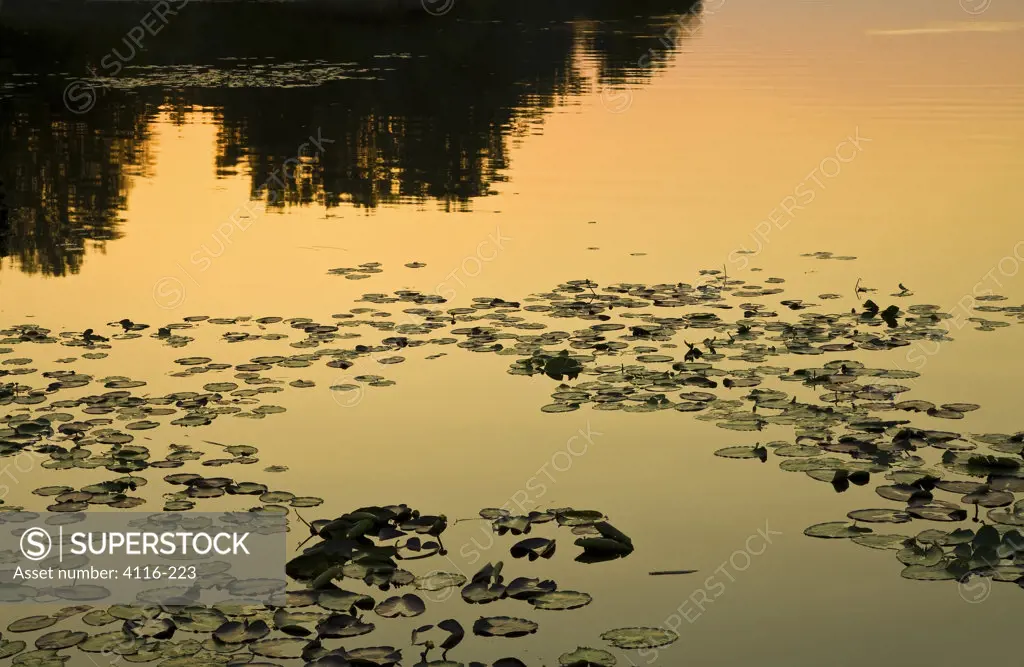Lily pads in a lake at sunset, Lake Conway, Arkansas, USA