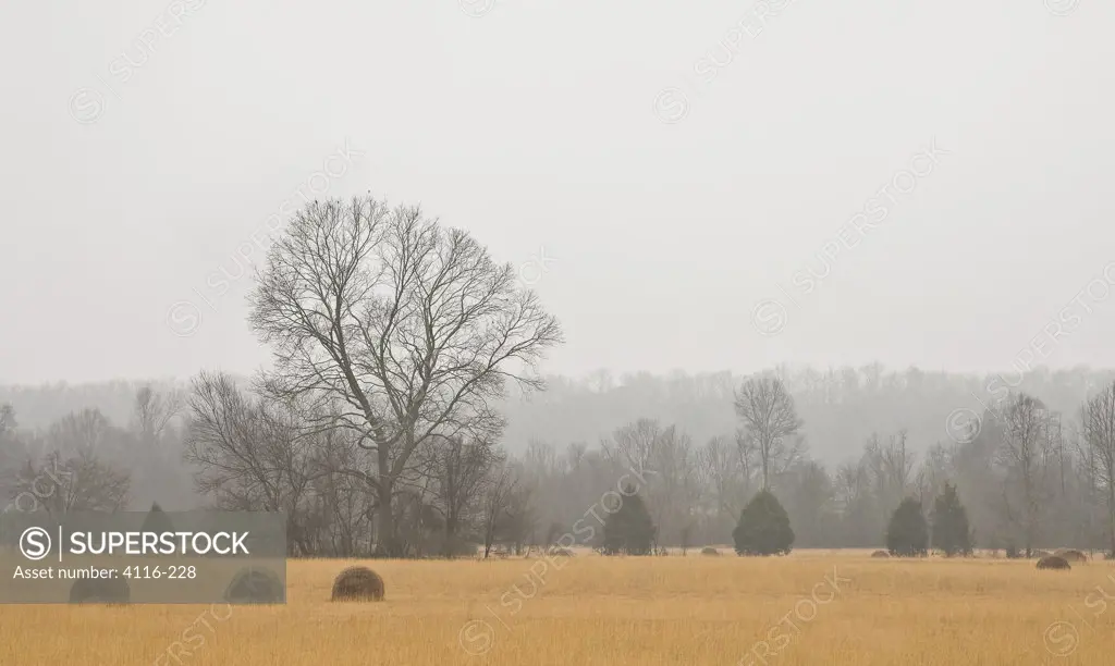 Hay bales in a field, Arkansas, USA
