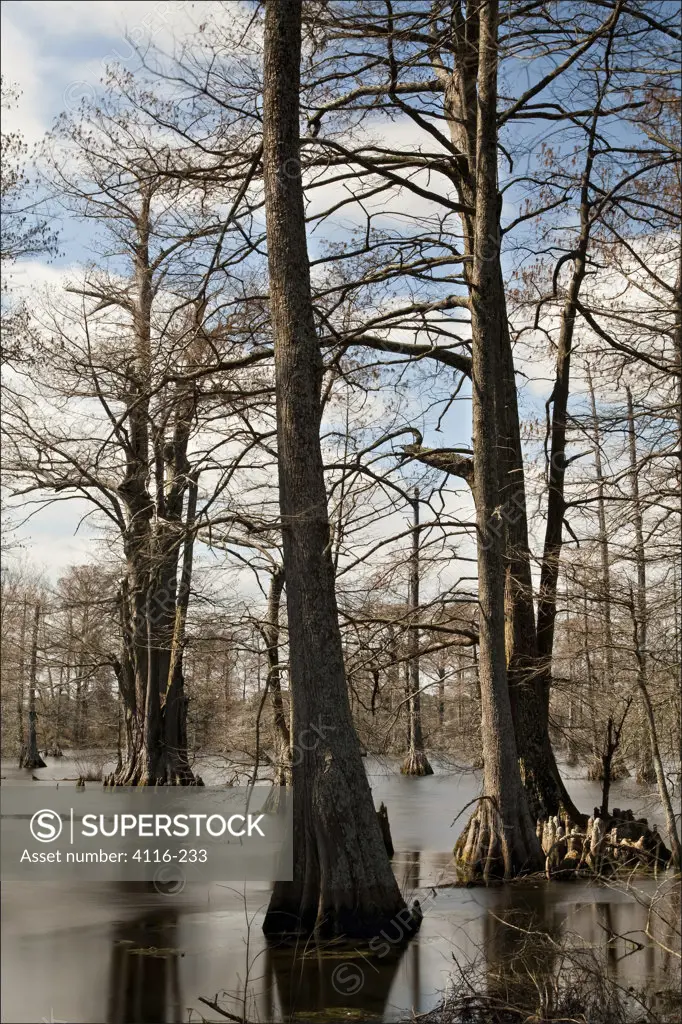 Cypress swamp in winter, Arkansas, USA