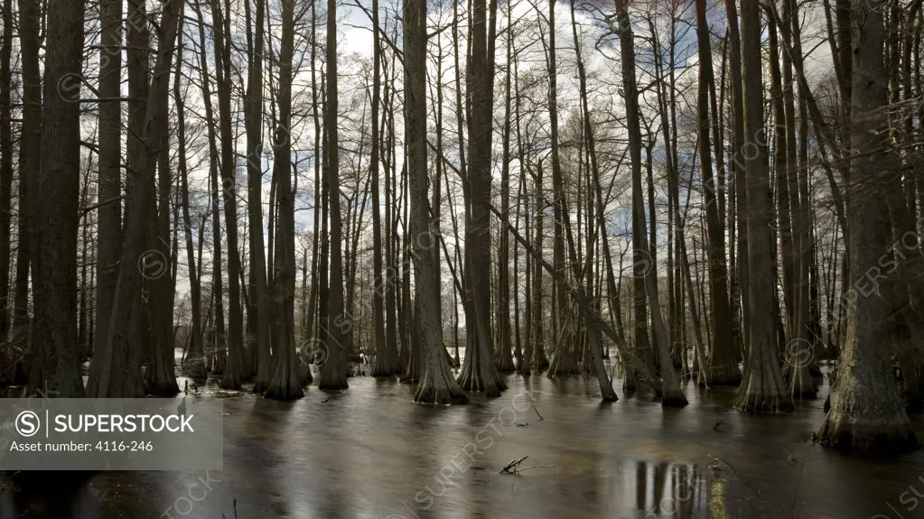 Cypress trees in a lake, Hills Lake, Arkansas, USA