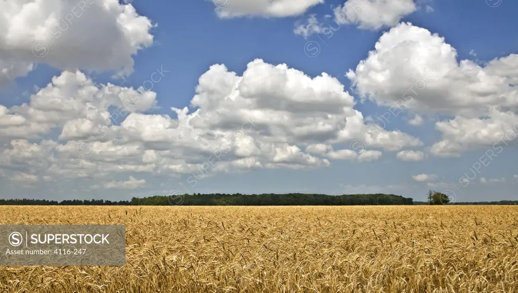 Clouds over a wheat field, Arkansas, USA
