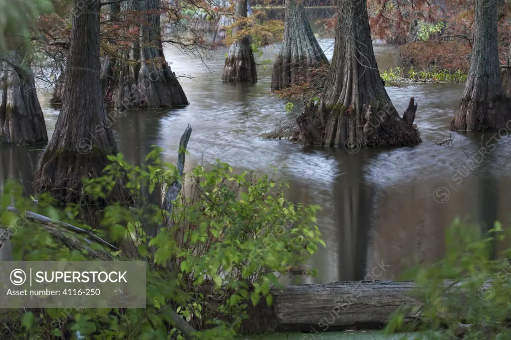 Cypress trees in a lake, Arkansas, USA