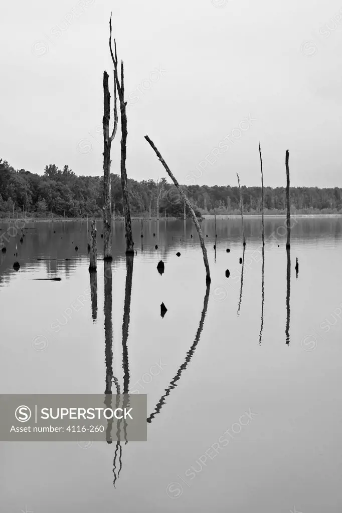 Dead trees and tree stumps in a reservoir, Pickthorne Lake, Arkansas, USA