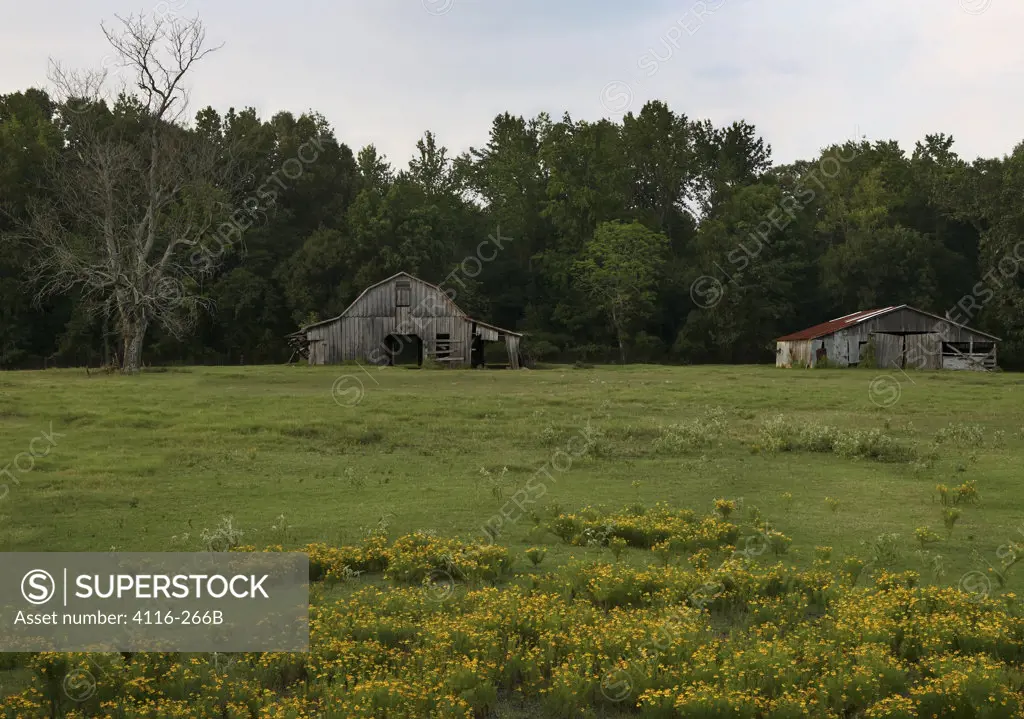 Two abandoned barns in a field, Arkansas, USA