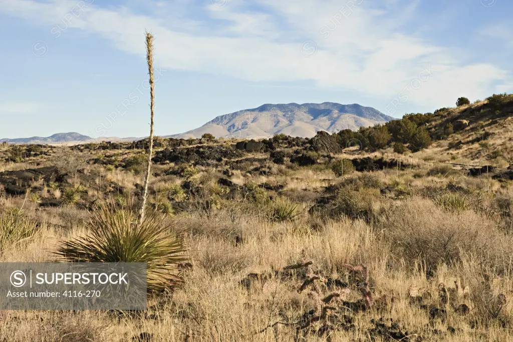 USA, Mexico, Valley of Fires Recreation Area, desert landscape