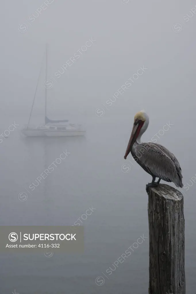 Pelican perching on a wooden post in fog, Morro Bay, California, USA