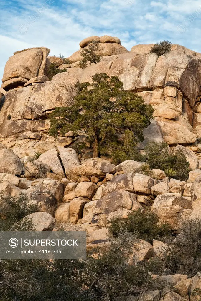 Rock formations in a desert, Joshua Tree National Monument, California, USA
