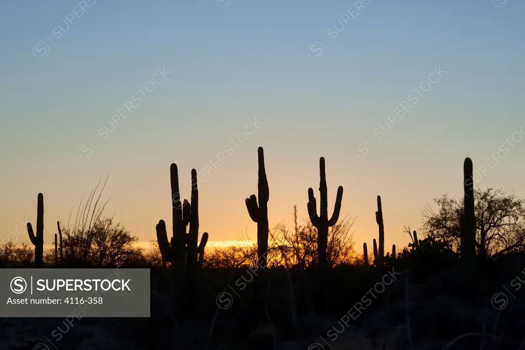 Silhouette of Saguaro cactus (Carnegiea gigantea) in a desert, Saguaro National Monument, Tucson, Arizona, USA