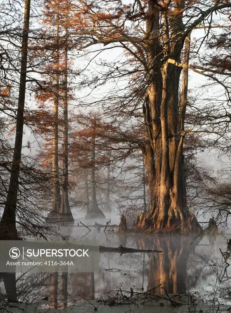 Reflection of cypress trees in a lake, Arkansas, USA