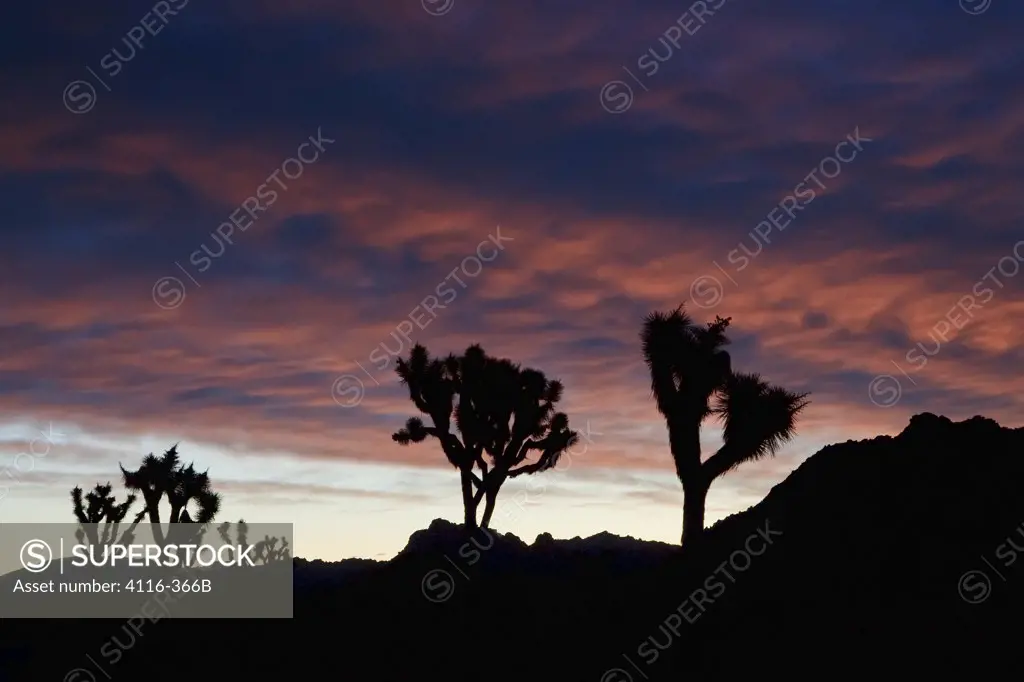 Silhouette of Joshua trees (Yucca brevifolia) in a desert, Joshua Tree National Monument, California, USA
