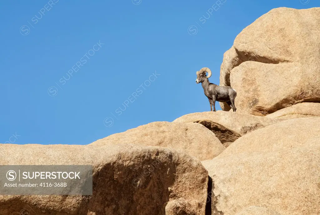 Desert Bighorn sheep (Ovis canadensis nelsoni ) standing on a rock, Joshua Tree National Monument, California, USA