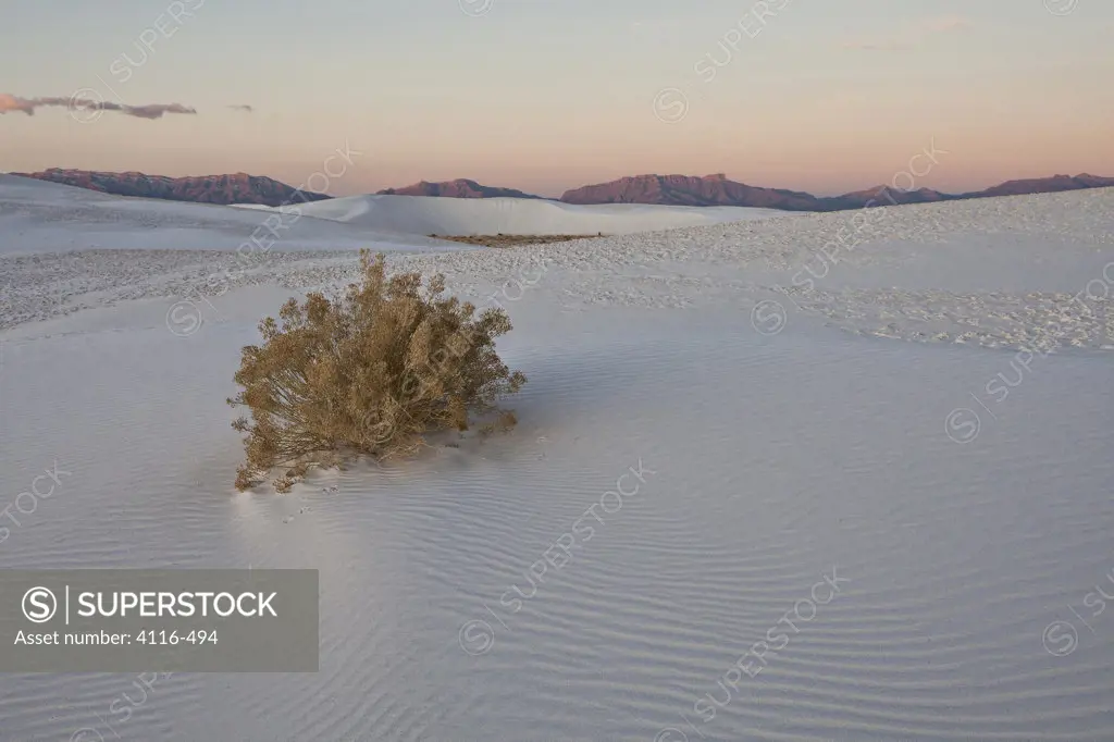 Rabbit brush in sand, White Sands National Monument, New Mexico, USA