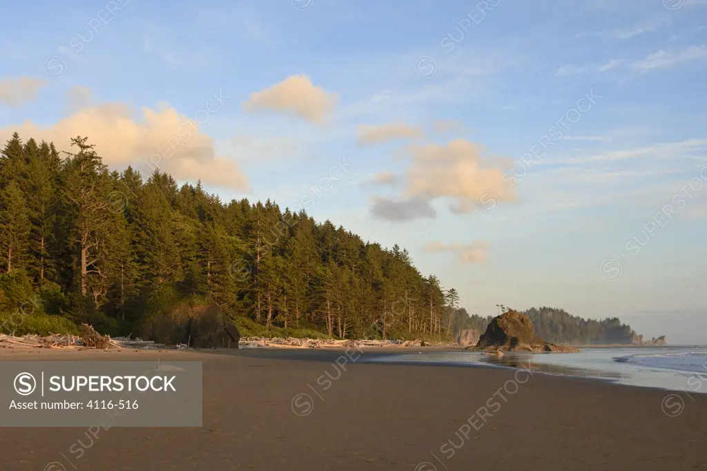 Trees on the beach, Second Beach, Olympic National Park, Washington State, USA