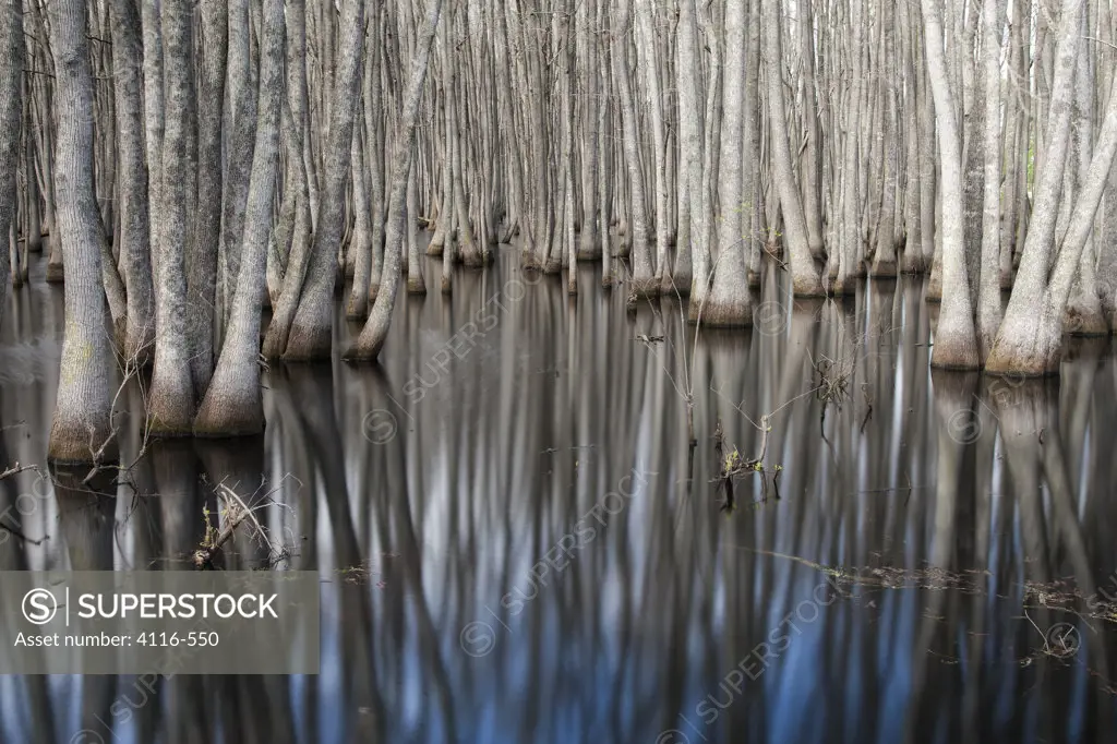 Cypress swamp, Humnoke, Arkansas, USA