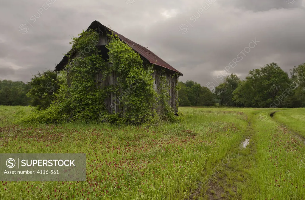 Vines on a old shack in a field, Arkansas, USA