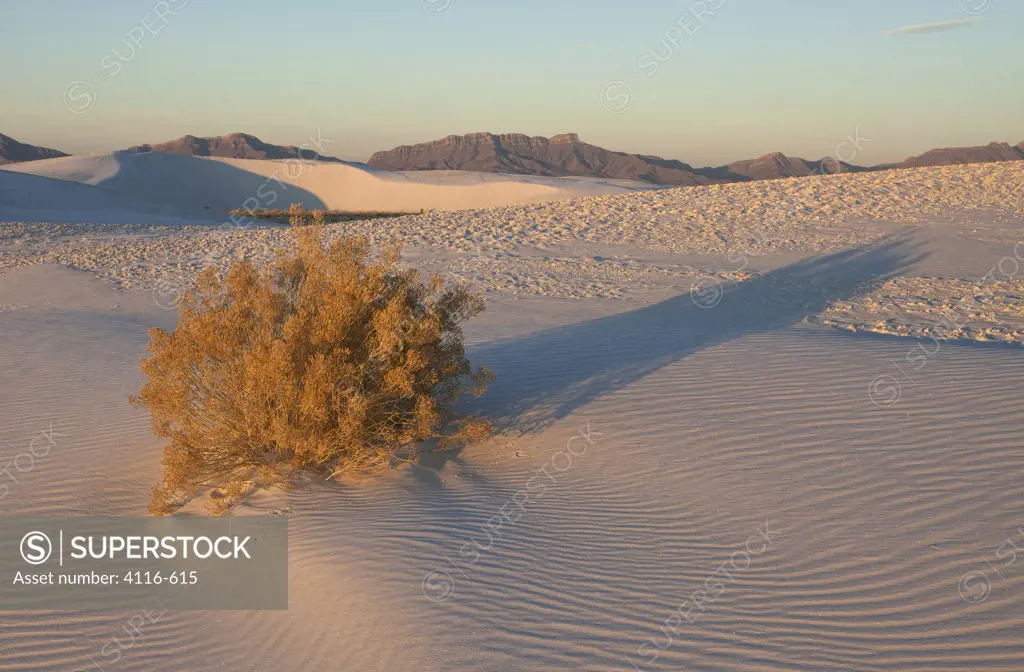 USA, New Mexico, White Sands National Monument, Rabbit brush at dawn among sand dunes