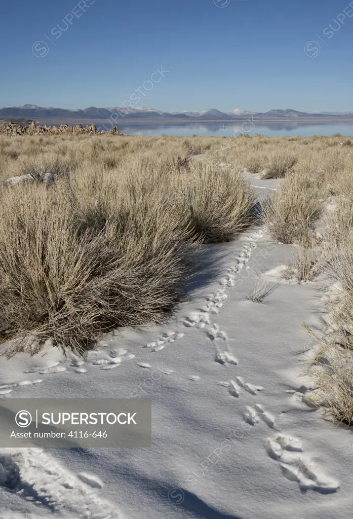 USA, California, Animal tracks in snow, Mono Lake