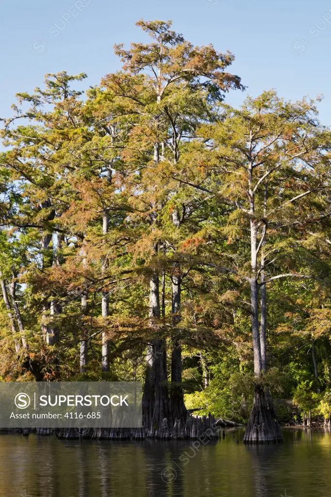 USA, Arkansas, Tall cypress trees in bayou