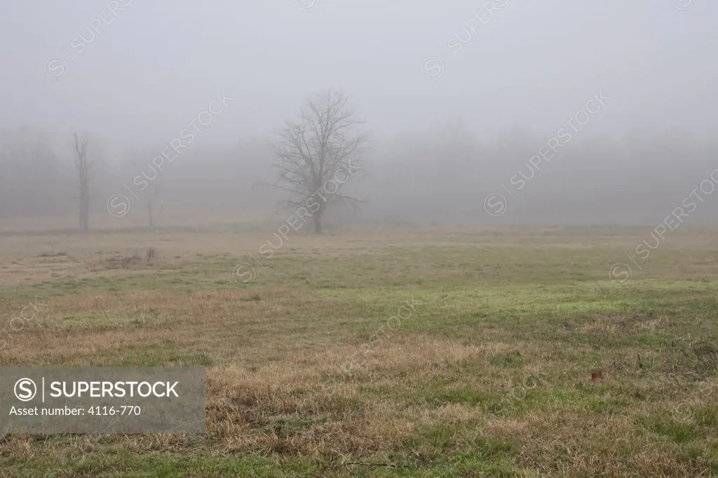 Trees in a field during fog, Arkansas, USA