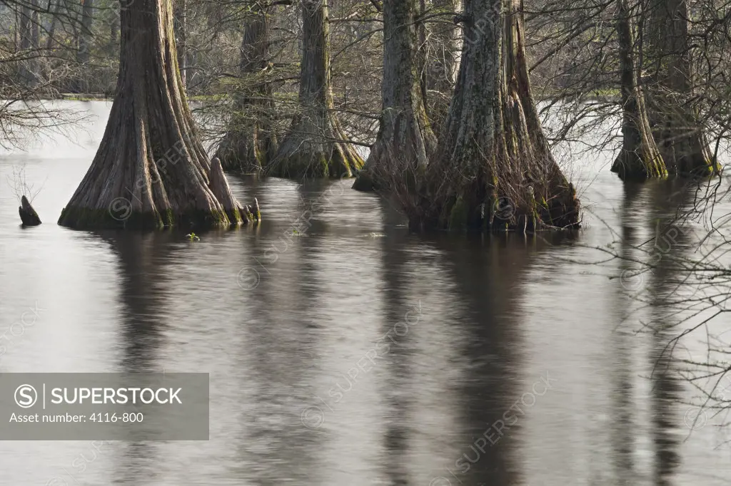 Cypress trees in a lake, Hills Lake, Galloway, Pulaski, Arkansas, USA