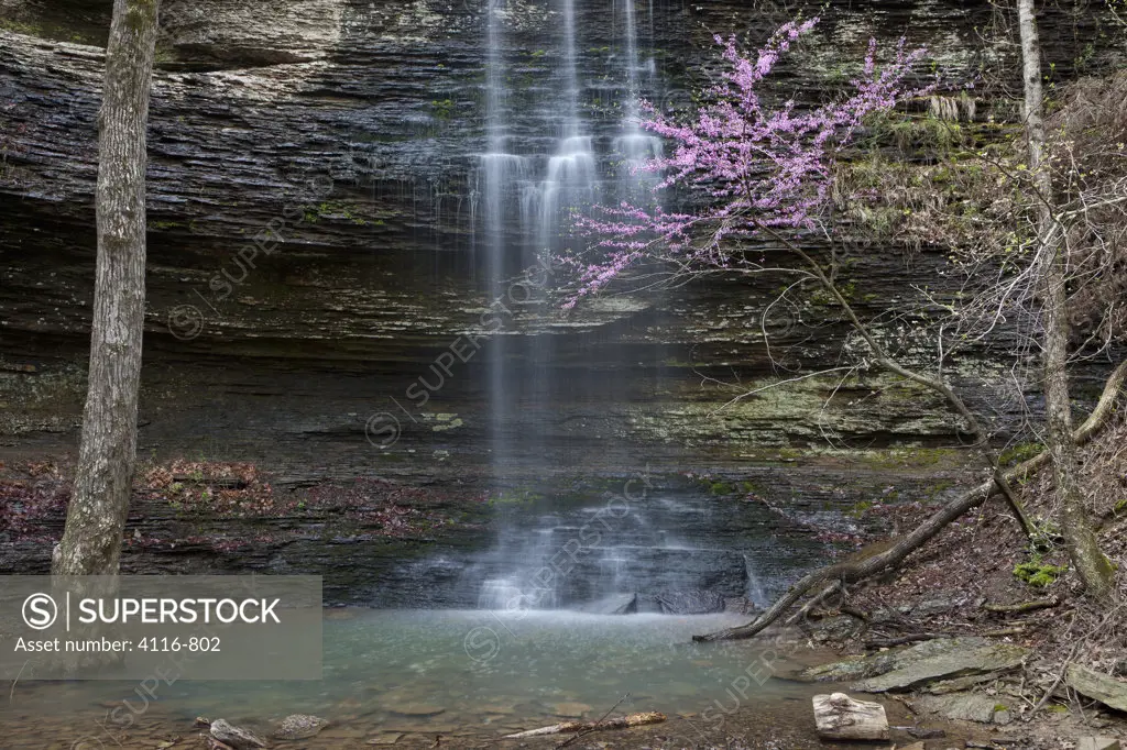 Redbud trees with Cornelius Falls in the background, Arkansas, USA