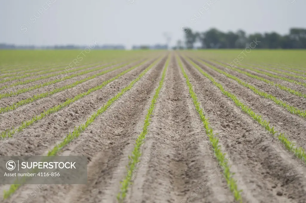 New crops emerging in a field