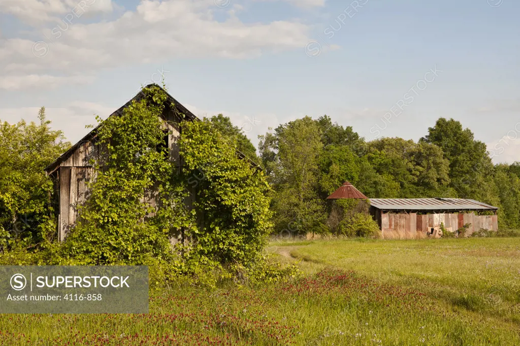 Rusty old barns in a field, with crimson clover flowers in spring
