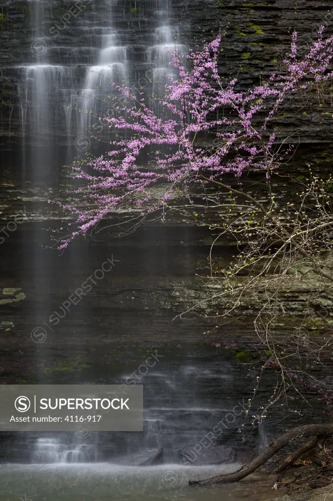 USA, Arkansas, Cornelius Falls with redbuds in spring