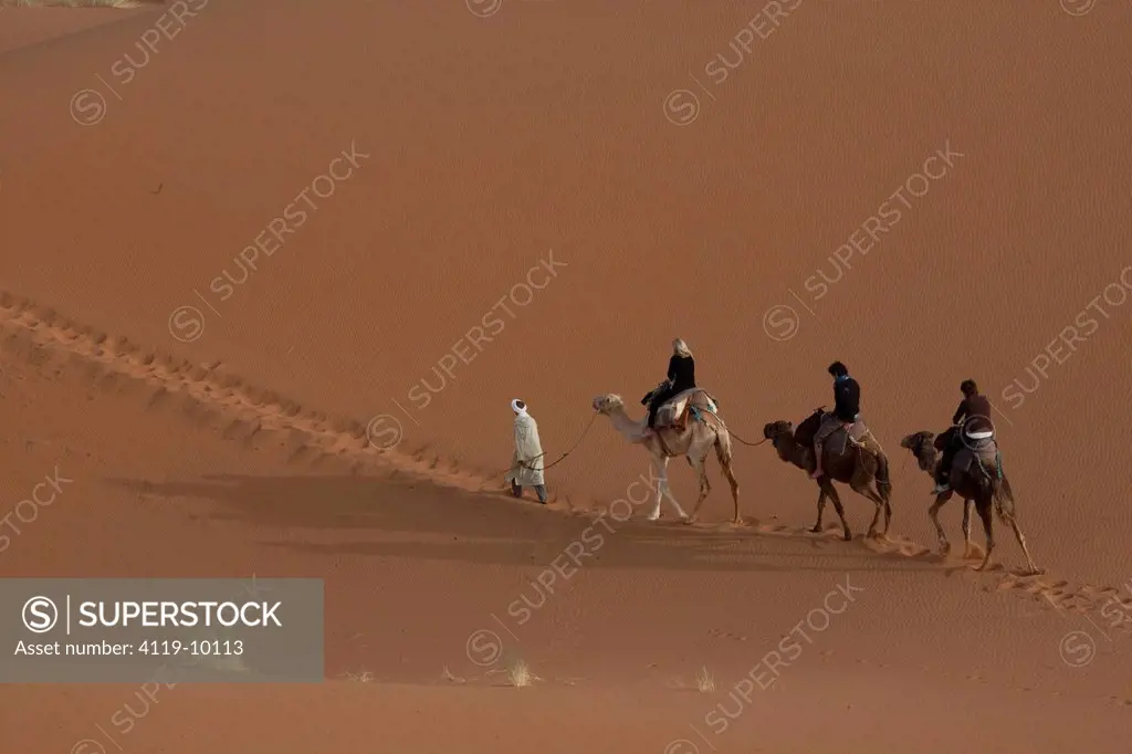 Photograph of travelers riding camels on the dunes of Mezouga in Morocco