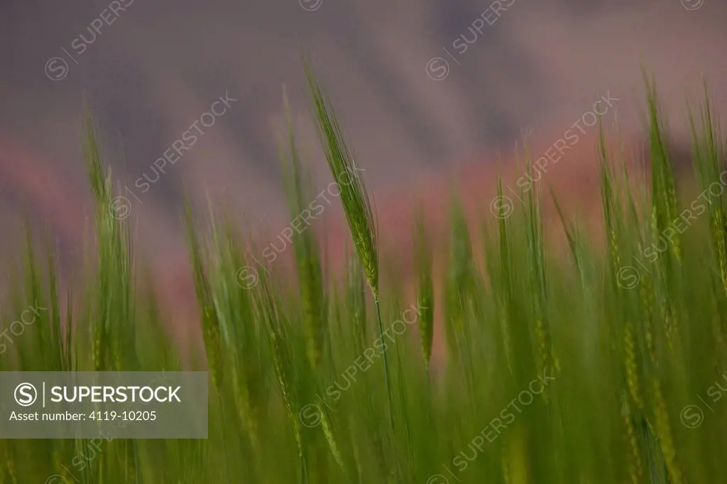 Closeup on a the grains of a wheat plant in a field in Tizi_n_tichka, Morocco
