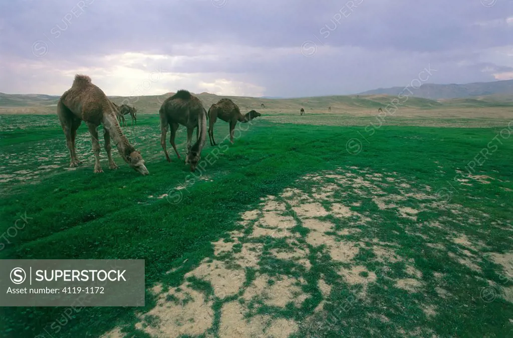Camels eating green grass in the Judea Desert