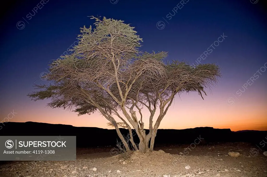 Photograph of a tree in the Arod wadi in the Negev after sunset
