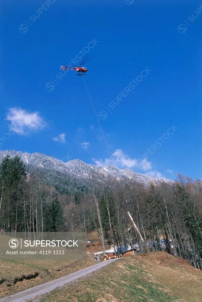 Photograph of swiss lumberjacks at work in a forest in Switzerland