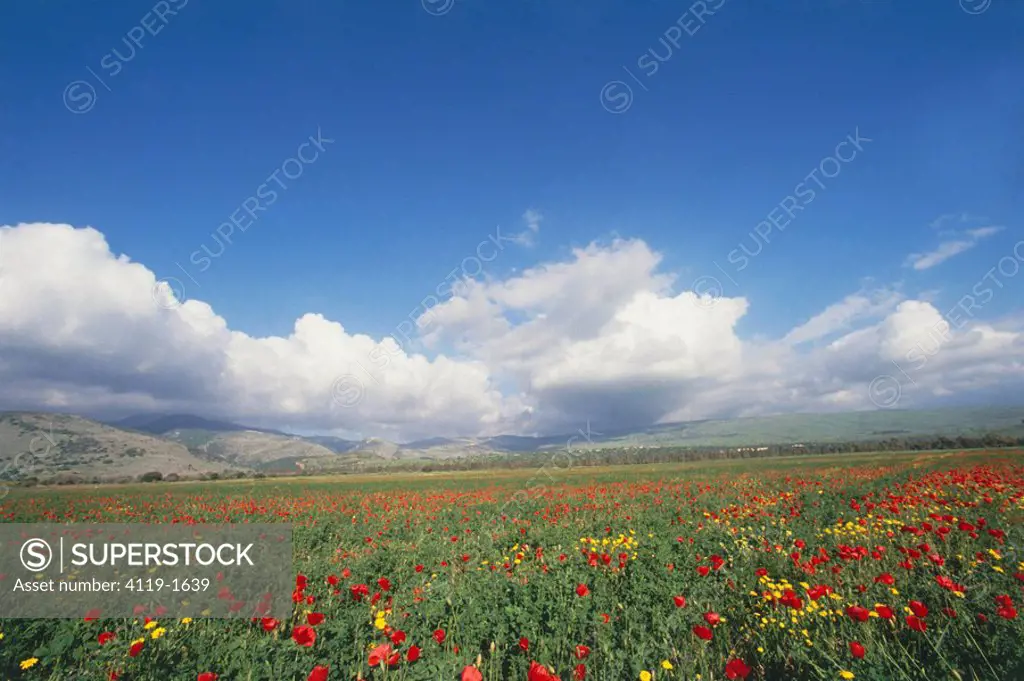 Photograph of a green field in the Northern Golan Heights