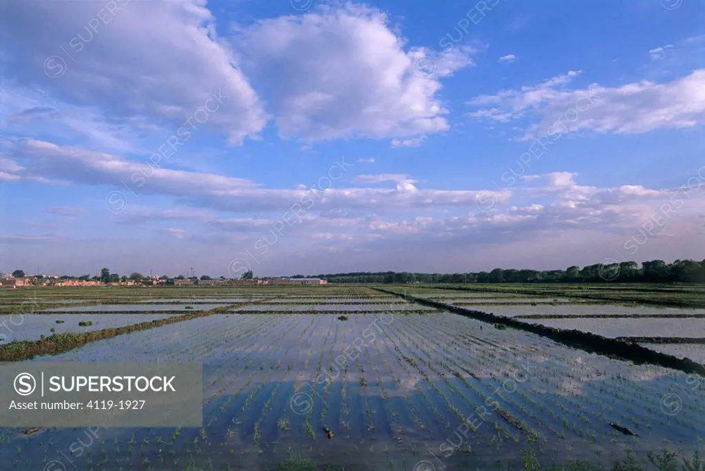 Photograph of a rice field in China