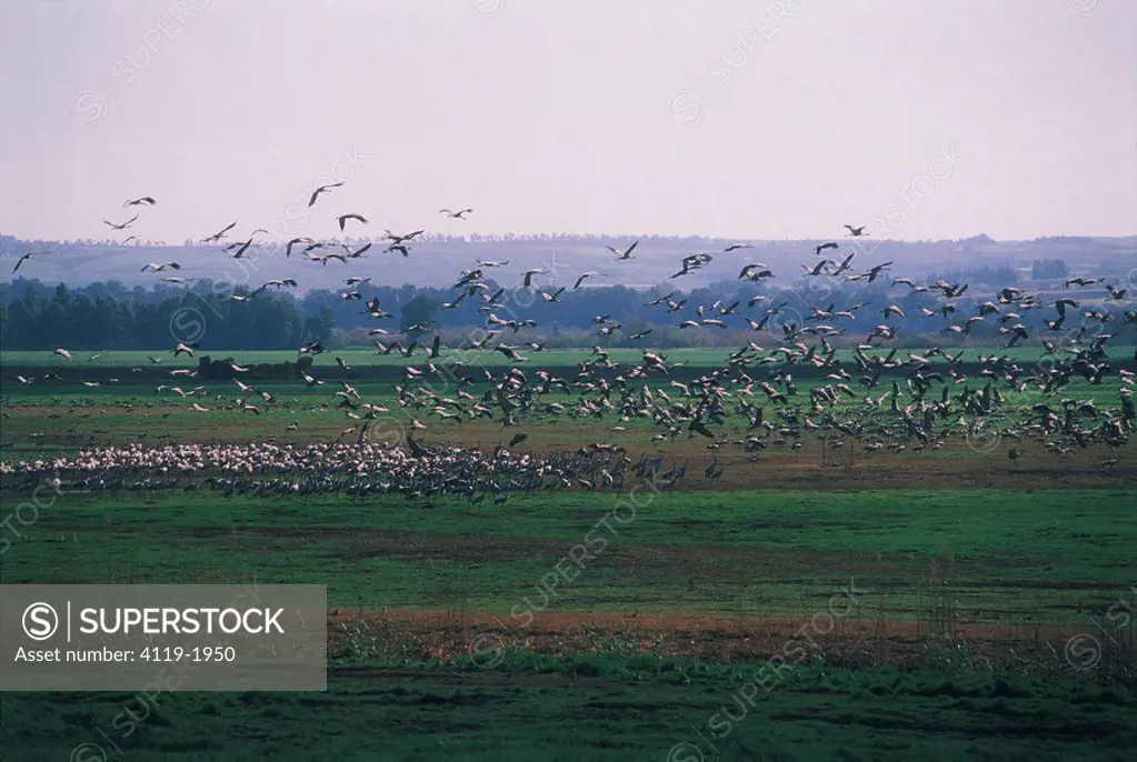 Photograph of cranes in the Chula reservation in the Upper Galilee